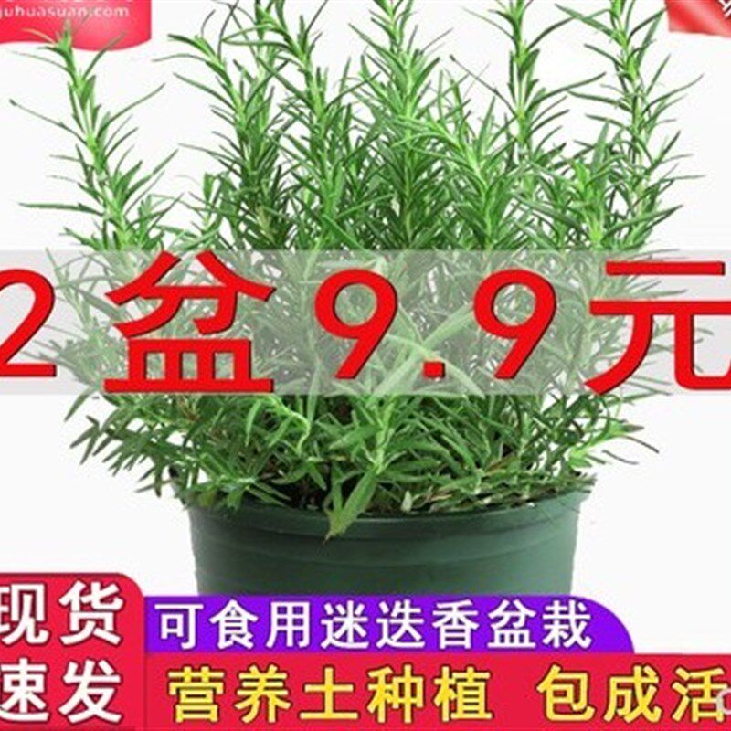 速发迷迭香盆栽牛排用百里香可食用薄荷叶紫苏新鲜罗勒苗香草植物