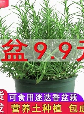 速发迷迭香盆栽牛排用百里香可食用薄荷叶紫苏新鲜罗勒苗香草植物