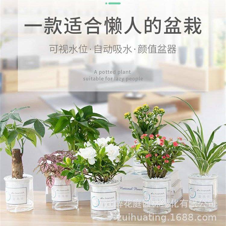 水培植物绿萝发财树多肉花卉绿植物室内小盆栽九里香富贵竹栀子花,鲜花速递/花卉仿真/绿植园艺,绿植,淘宝优惠券,粉丝福利购,淘宝优惠卷