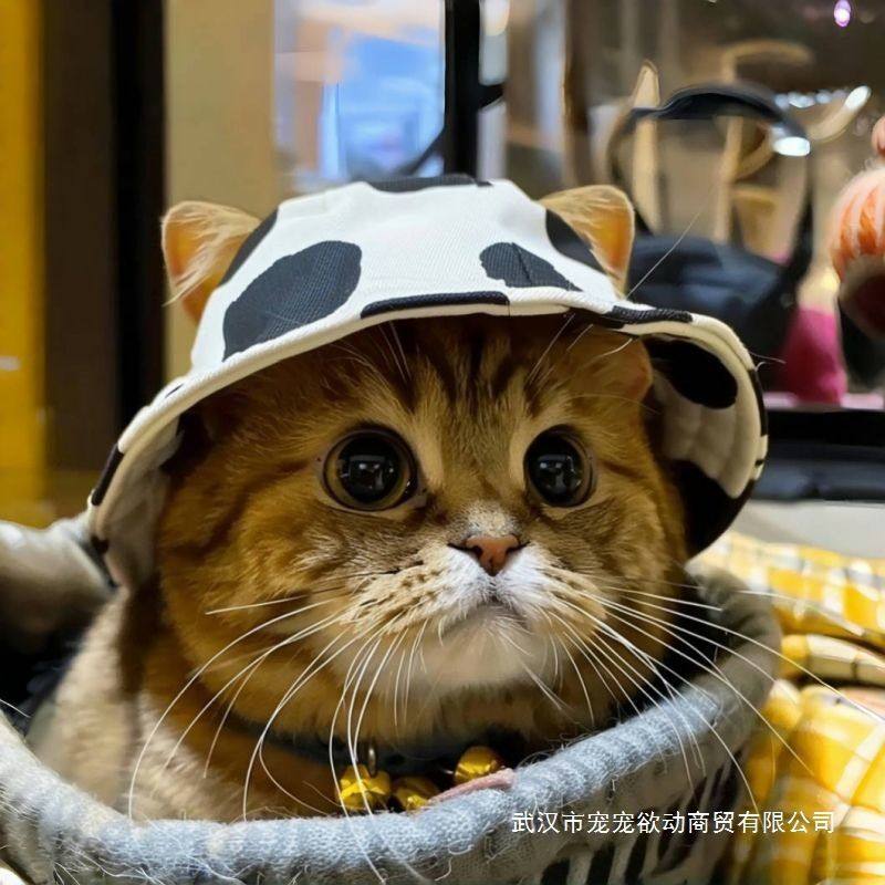 宠物露耳朵渔夫帽狗狗夏日防晒帽无毛猫德文牛仔很忙太阳帽露耳朵,宠物/宠物食品及用品,帽子,淘宝优惠券,粉丝福利购,淘宝优惠卷