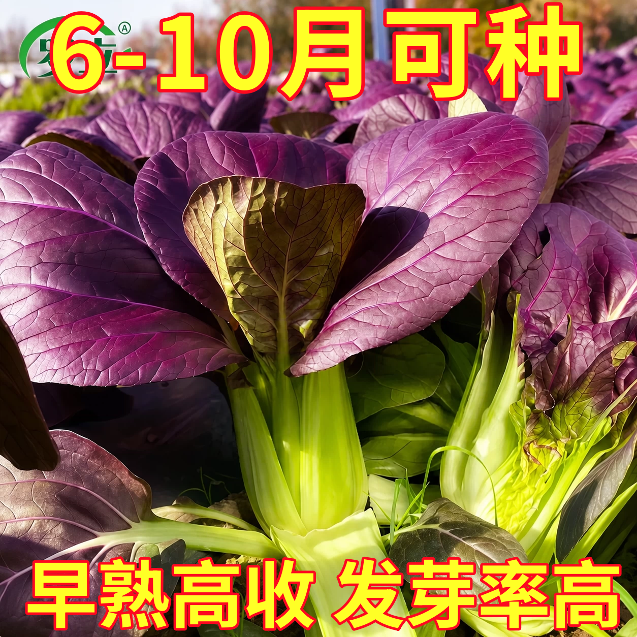 紫罗兰油菜种子蔬菜种菜籽紫油菜青菜上海青种孑农家阳台四季种植