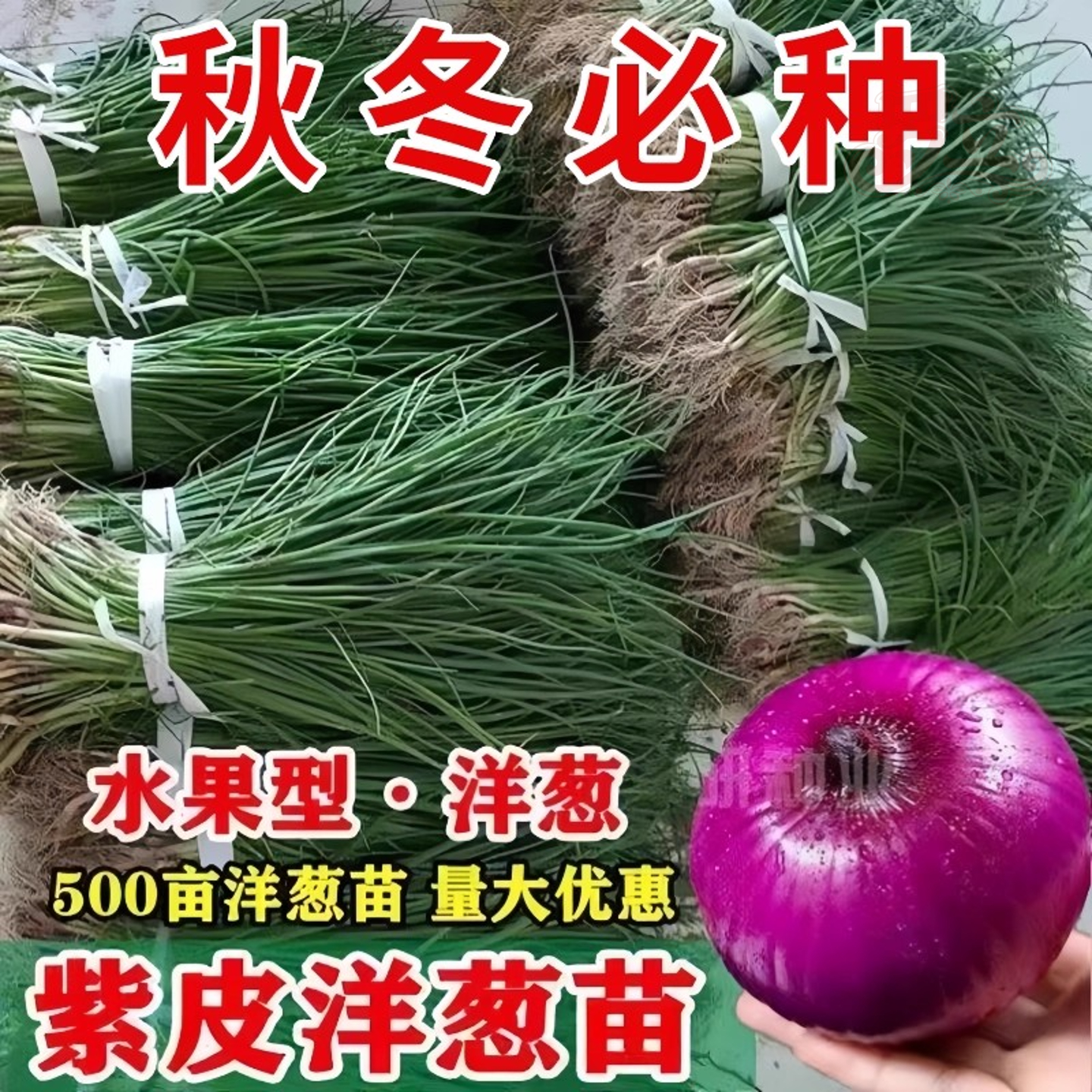 水果洋葱苗红皮洋葱大果紫皮洋葱秧苗四季耐寒二红圆葱苗花卉盆栽