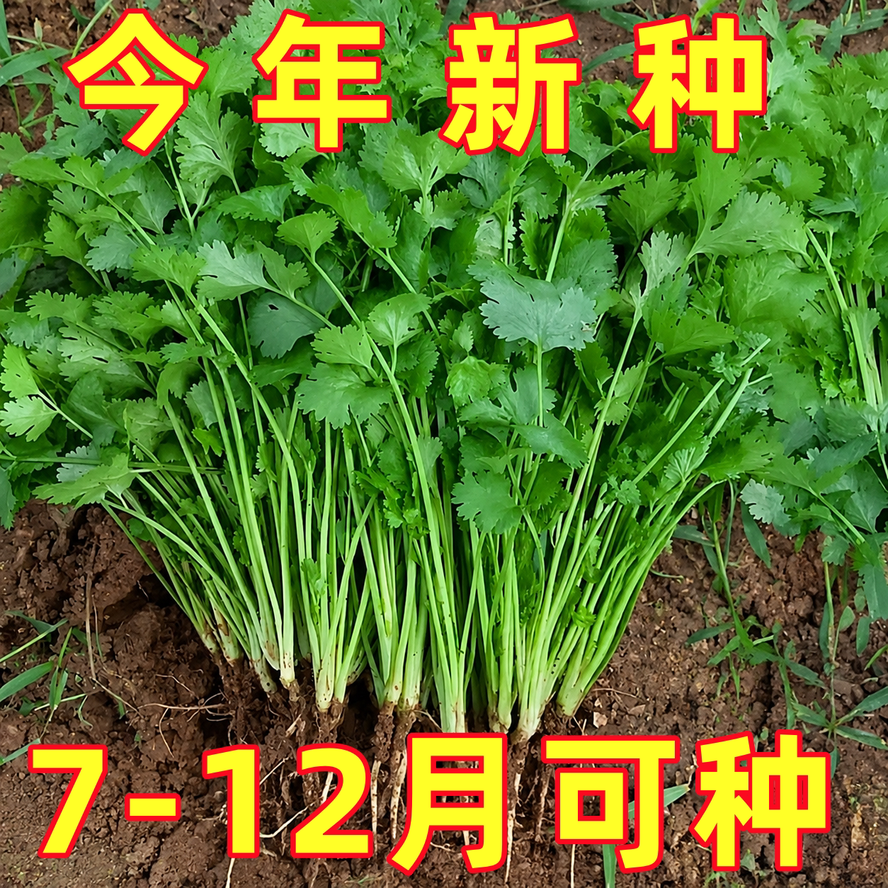 香菜种子阳台蔬菜大全农家小叶香菜菜种籽四季大叶芫荽籽种老品种