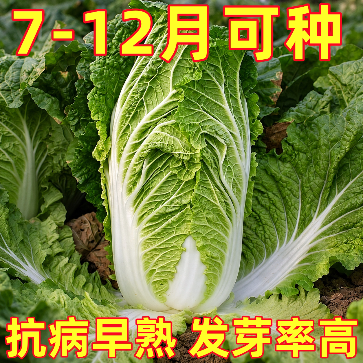 正宗山东胶州大白菜种子种籽孑 小/义和秋高产蔬菜冬储秋季冬季