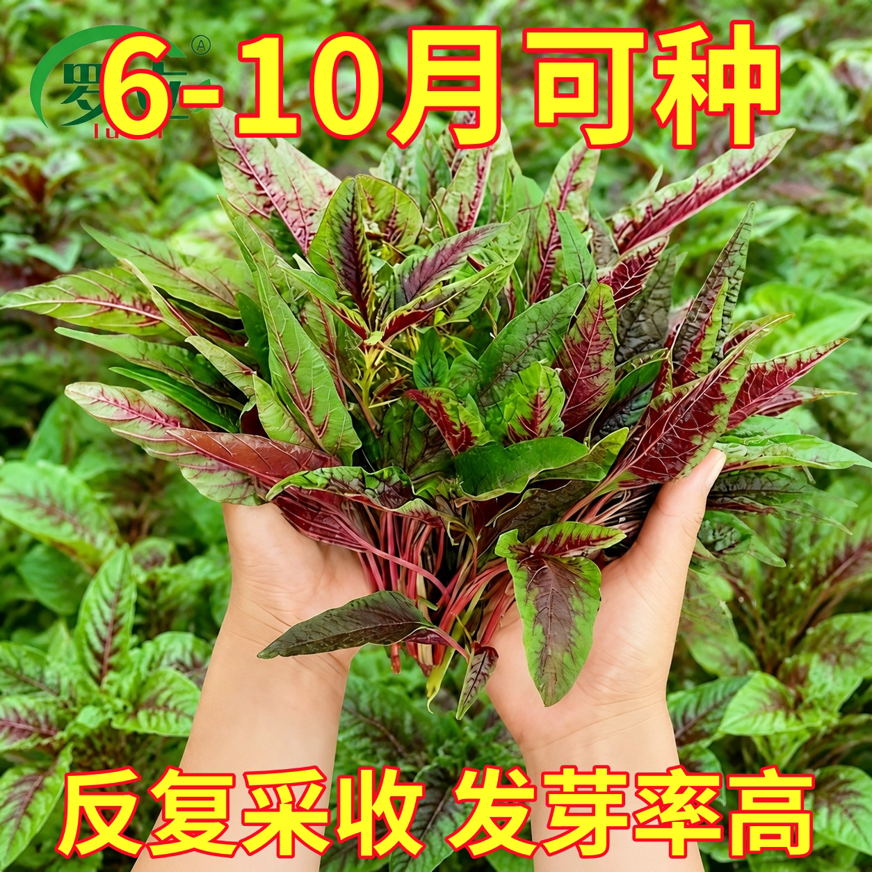 柳叶苋菜种子盆栽庭院阳台种植易活蔬菜种籽耐热四季汉菜尖叶高产