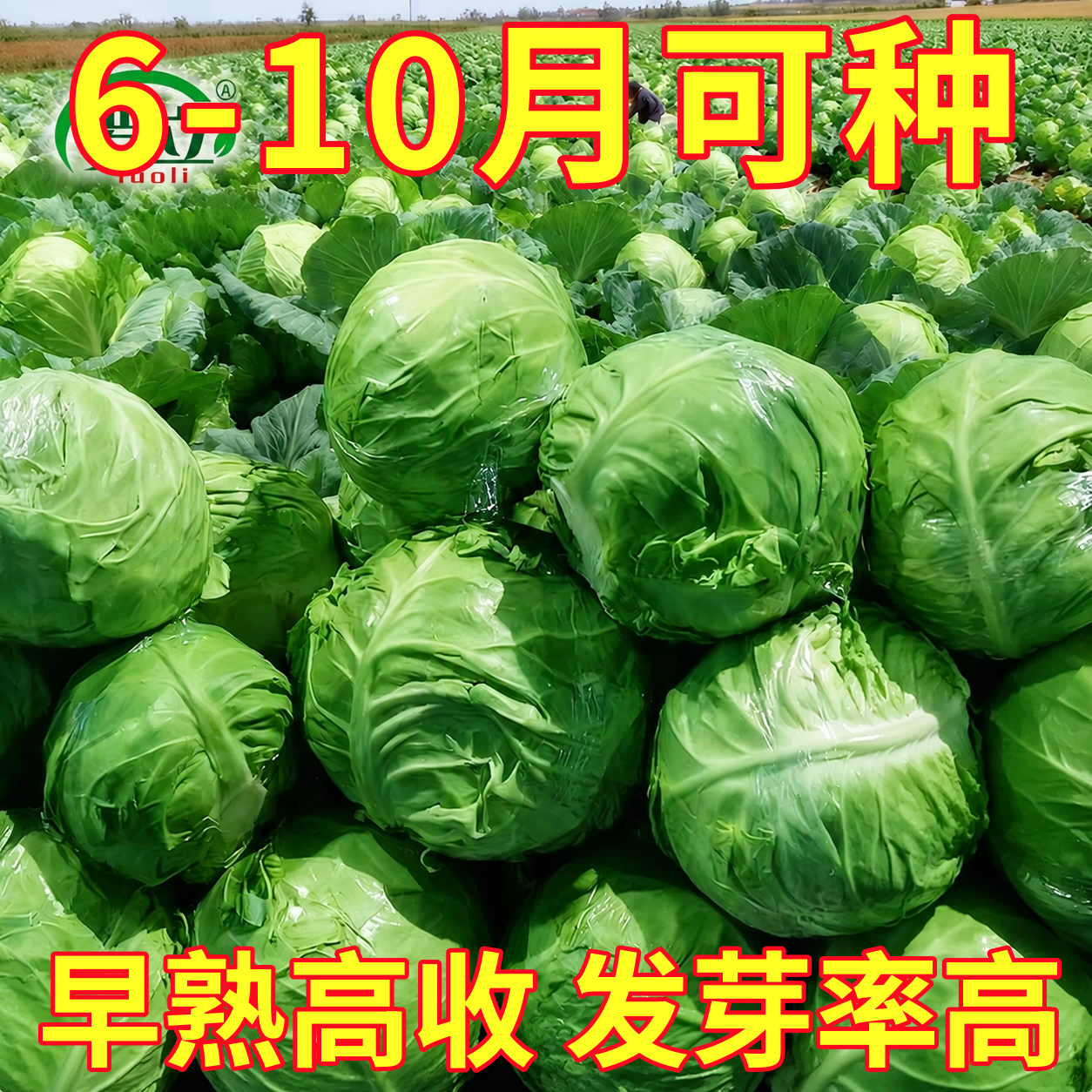包菜籽种夏季耐热特大牛心包菜卷心菜四季甘蓝菜种子阳台庭院盆栽