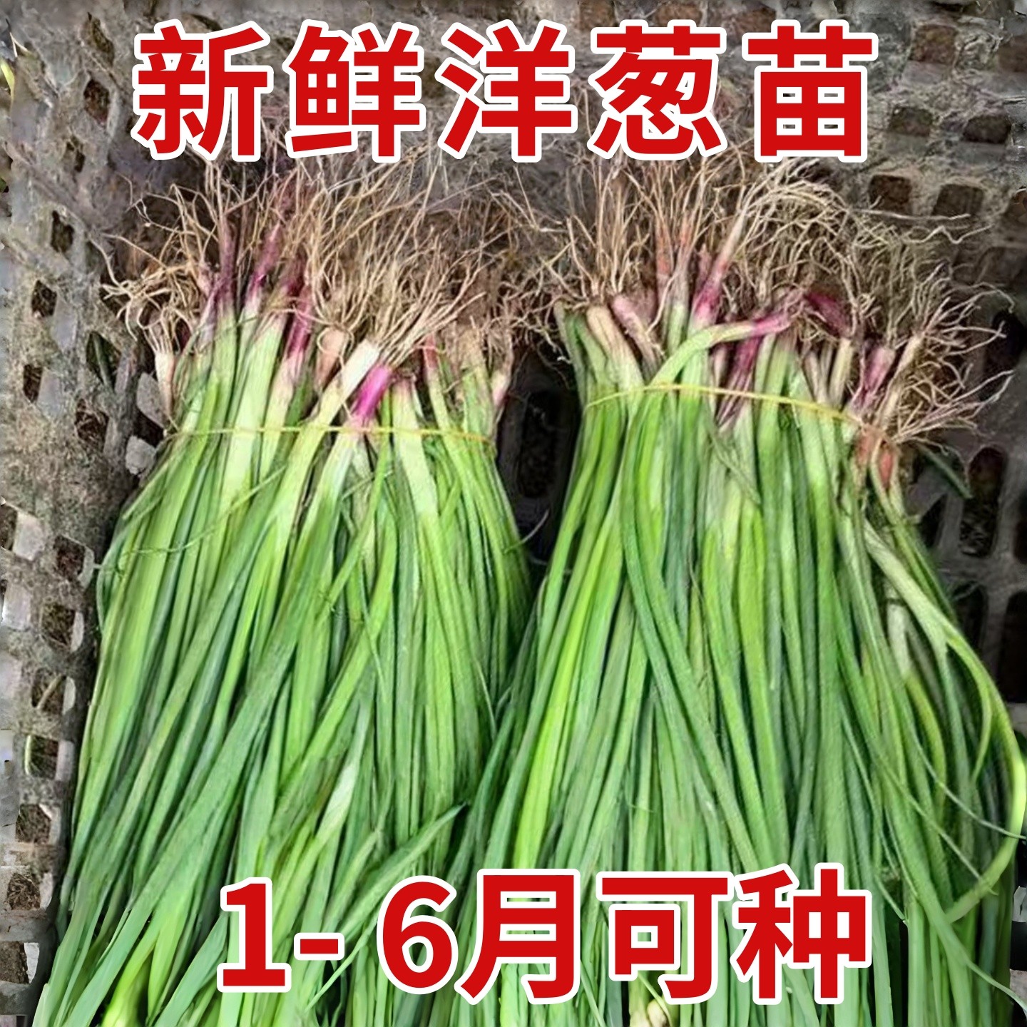 水果洋葱苗红皮洋葱大果紫皮洋葱秧苗四季耐寒二红圆葱苗花卉盆栽,鲜花速递/花卉仿真/绿植园艺,种苗/半成品盆栽,淘宝优惠券,粉丝福利购,淘宝优惠卷