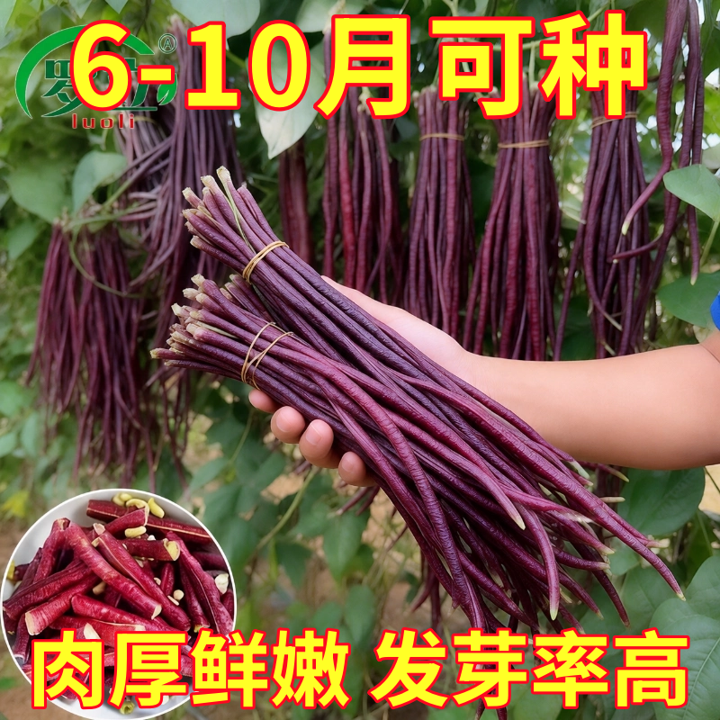 八月乌秋豆角种子特长红豇豆籽紫架豆夏秋季十月红高产耐热蔬菜种