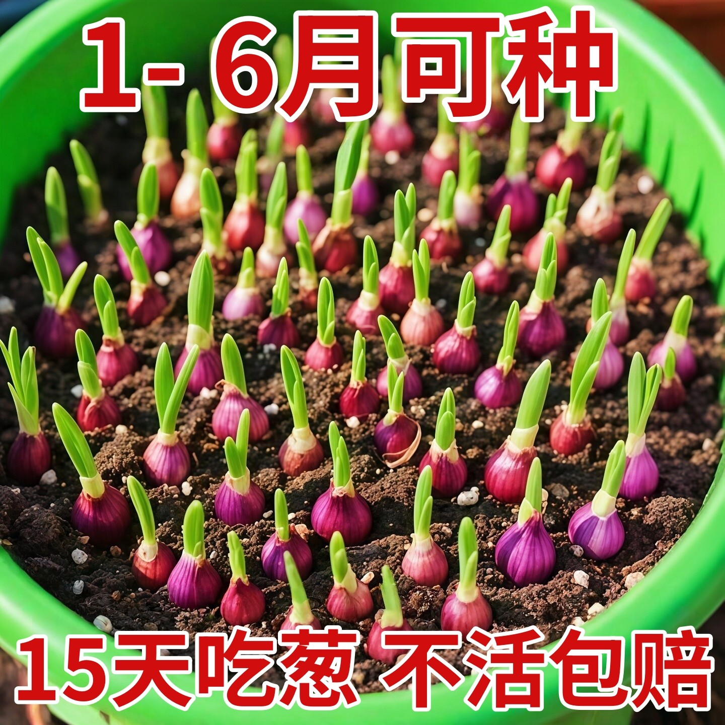 四川农家新鲜红葱头种盆栽干香小葱头葱种香葱头子葱果子熬葱油,鲜花速递/花卉仿真/绿植园艺,种苗/半成品盆栽,淘宝优惠券,粉丝福利购,淘宝优惠卷