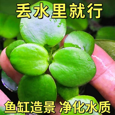圆心萍豹纹萍浮萍水草净化水质水培绿植庭院鱼虾龟缸造景漂浮水草
