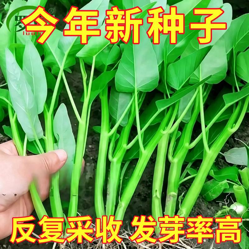 大叶三叉菜空心菜种子种籽苗四季菜苗带根种植菜种蔬菜菜籽子孑水