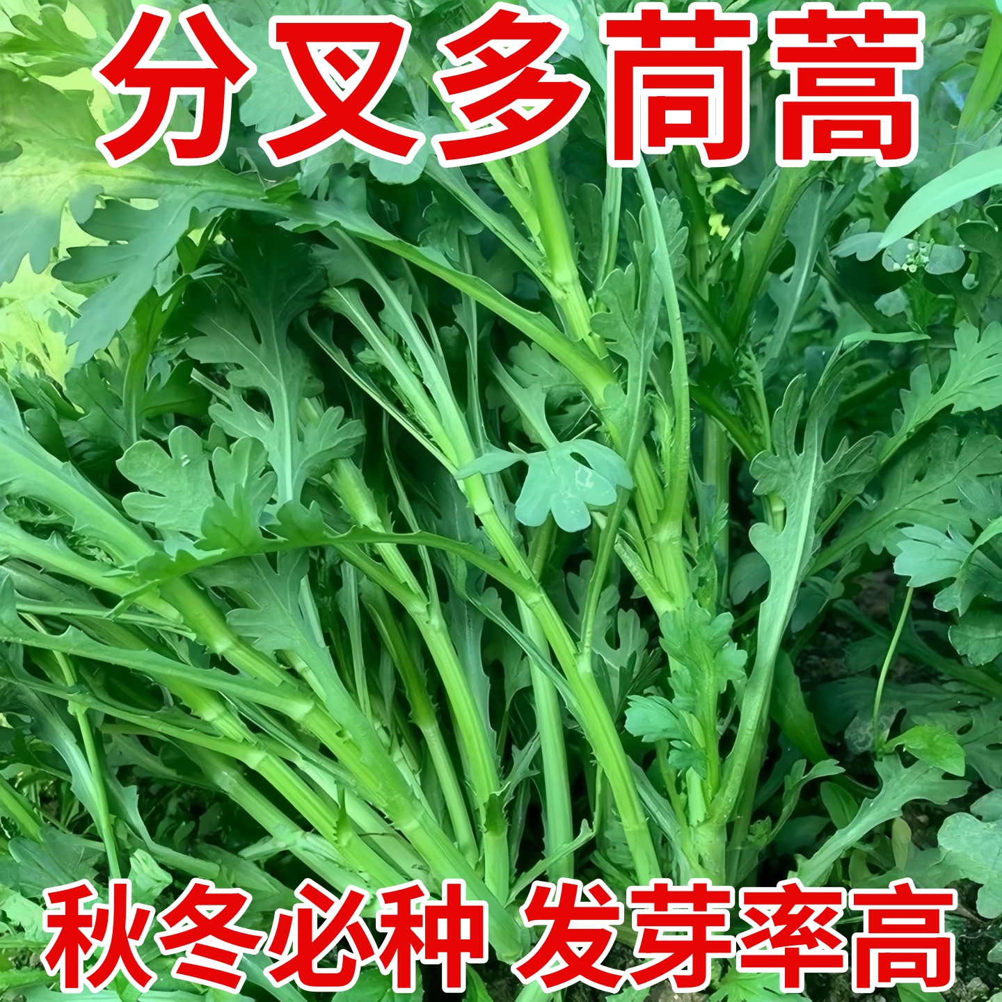 花叶茼蒿种籽四季阳台盆栽蔬菜耐热耐寒中叶茼蒿大小叶茼蒿籽种子