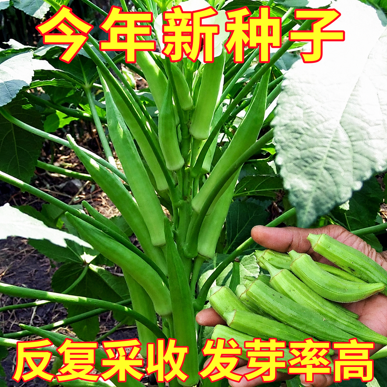 黄秋葵种子种籽苗早熟水果四季盆栽红蔬菜孑菜种带土秧菜籽大全