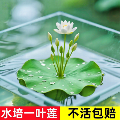 一叶莲浮萍水养培植物鱼缸水草造景碗莲睡莲水生净化水质开花