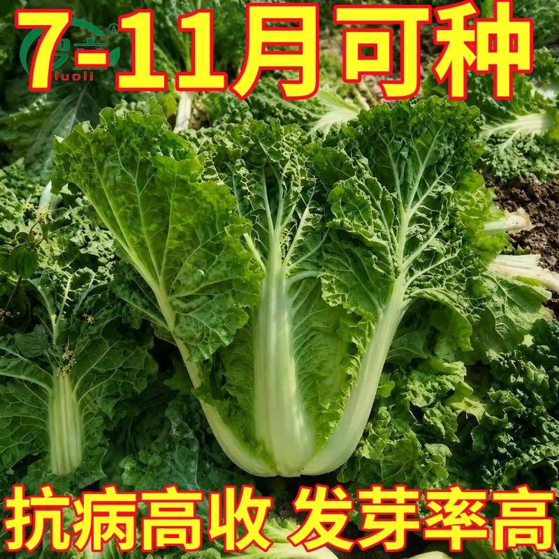 农家毛白菜种子麻叶火锅白菜种籽皱叶大白菜籽秋季四季蔬菜籽种孑