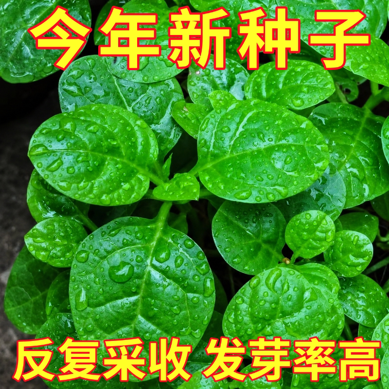 大叶木耳菜种子小青菜阳台盆栽菜种蔬菜种籽四季种植秧孑夏季菜苗
