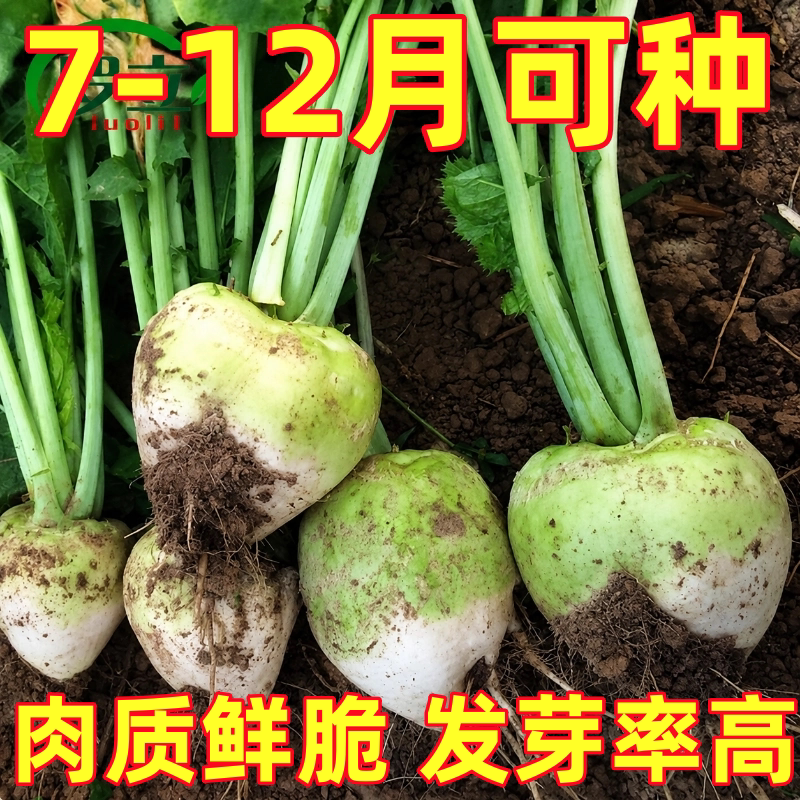 光头芥菜种子特大辣疙瘩种籽芥菜种籽四川辣菜四季蔬菜孑子大头菜