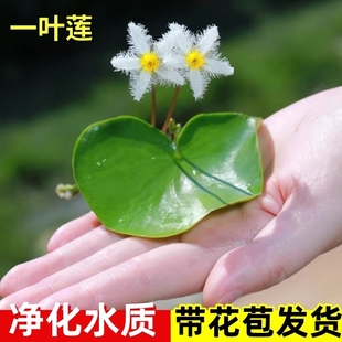 一叶莲水培植物室内鱼缸水草植物碗莲睡莲绿萝四季 水生绿植盆栽景