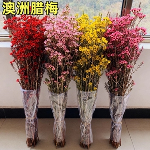 澳洲腊梅鲜花水培鲜枝干枝真花年宵花卉室内过年花冬季蜡梅鲜切花