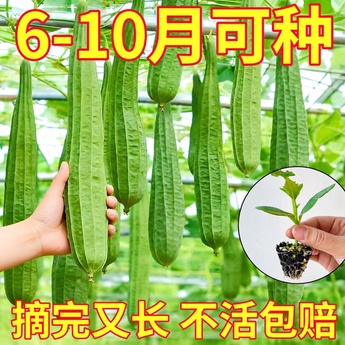 寿光肉厚八角棱丝瓜苗秧中绿长丝瓜苹果丝瓜种子四季盆栽庭院高产