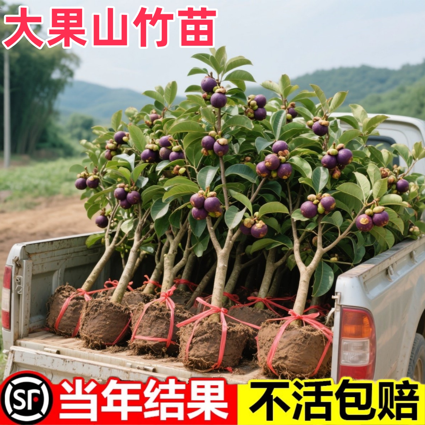 正宗泰国山竹树苗地超甜大果无籽盘南北方种植四季栽栽带叶带土发