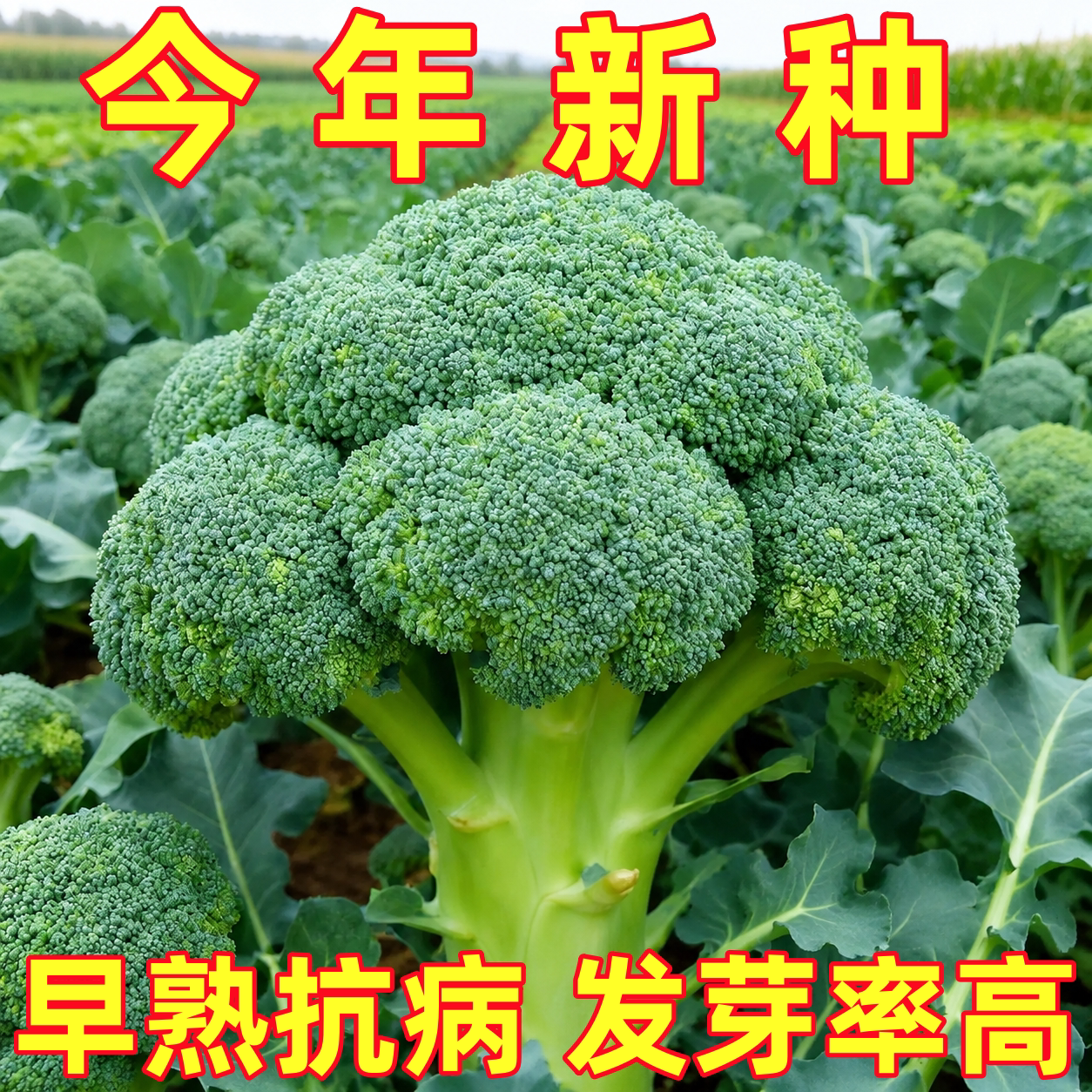 西兰花种籽西兰花种子花苗曼陀绿青花菜秧苗种籽花籽孑优秀西蓝花