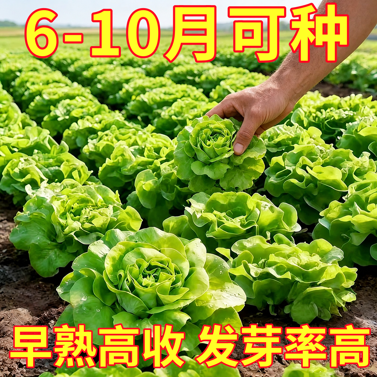 奶油生菜种子生菜种籽四季意大利生菜种籽罗马生菜生菜种孑紫生菜