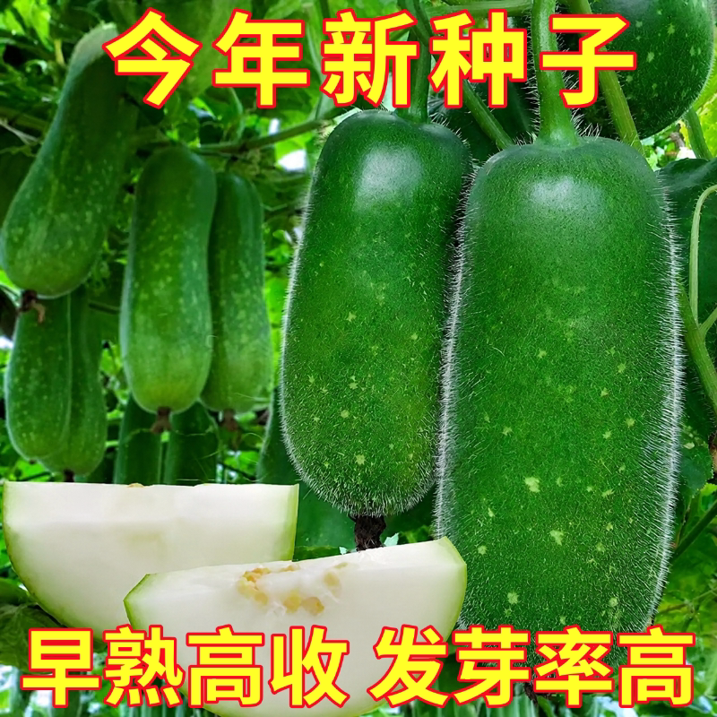 早熟小冬瓜种子种籽苗大全菜苗四季秧孑带土秧苗南方东瓜蔬菜东瓜