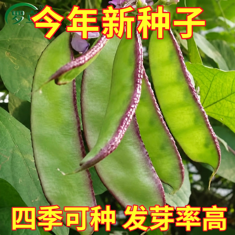 早熟紫红边扁豆种子高产梅豆蛾眉豆阳台盆栽庭院播种植疏蔬菜种籽