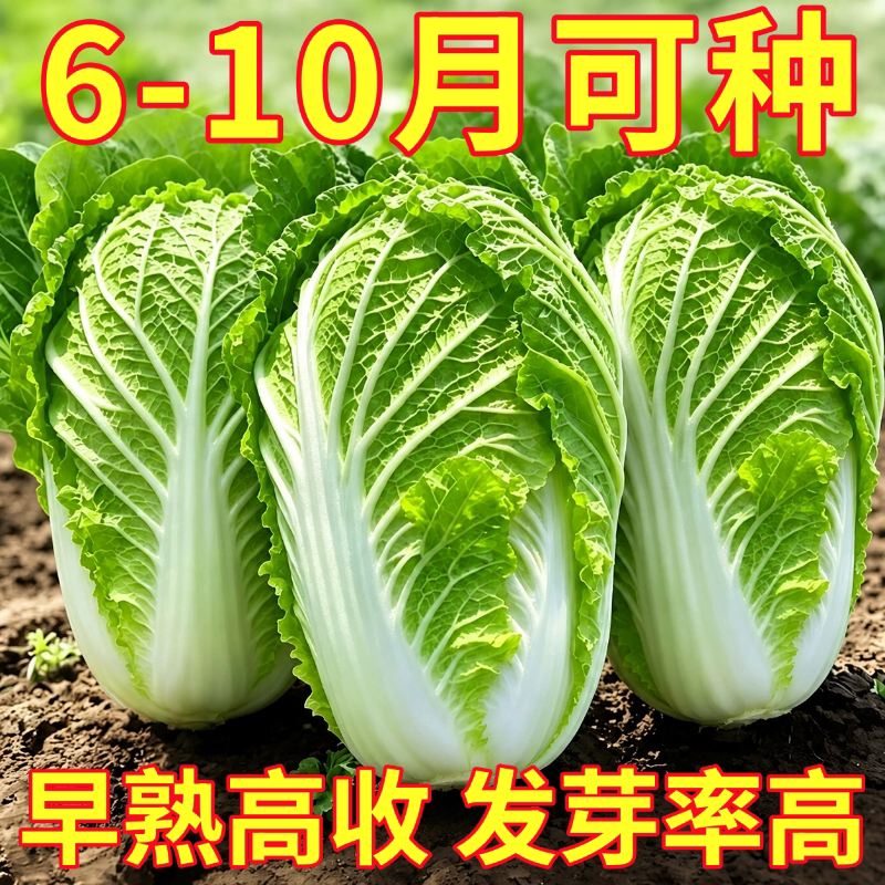 夏阳白菜种子春夏早熟耐高温四季家庭阳台盆栽大白菜种籽蔬菜种苗