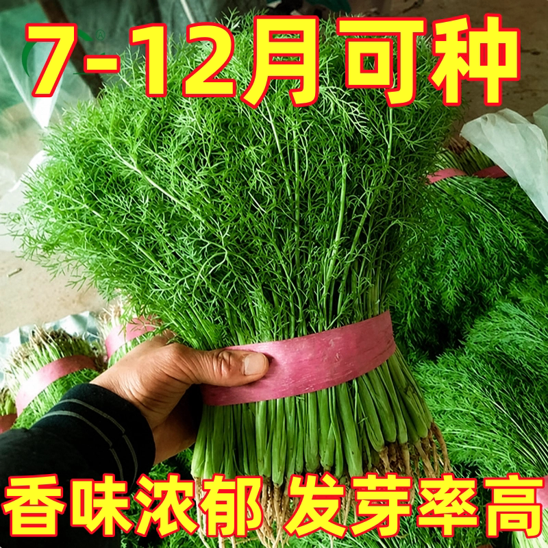 割茬小茴香种子茴香种籽菜种籽四季播种南方阳台盆栽苗秧蔬菜种孑