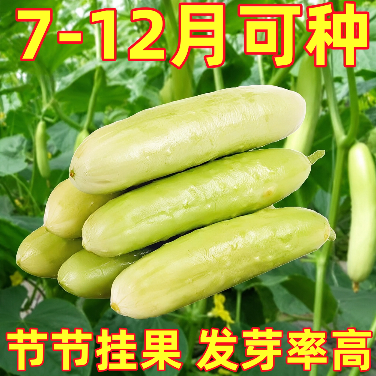 奶油白黄瓜种子春夏秋播白玉黄瓜种子多汁四季黄瓜种籽蔬菜种子