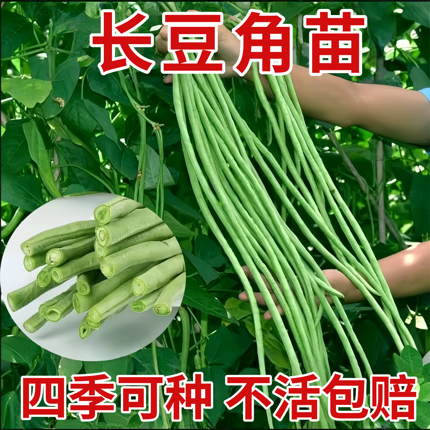 特长豆角缸豆苗压塌架豆角苗种子青条有无架四季高产蔬菜秧苗带土