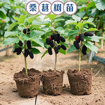 桑葚长树苗盆栽白果桑椹蓝莓树莓南北方叶四季树苗水果树果苗大全