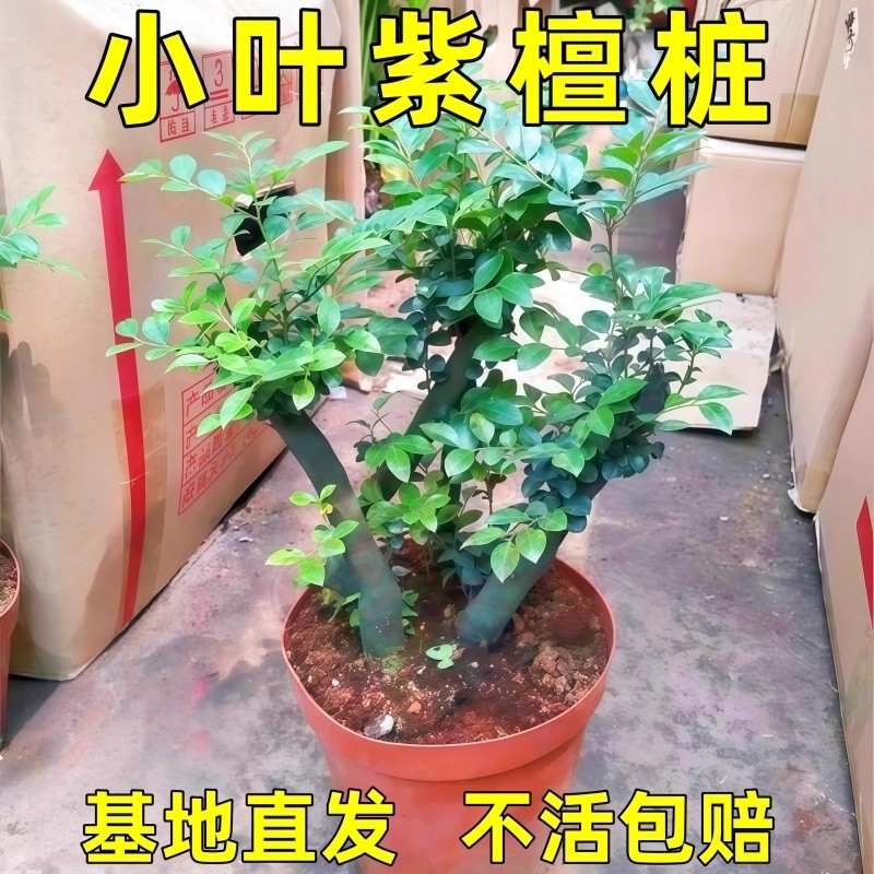 小叶紫檀盆景独杆老桩黑骨茶树苗室内客厅花卉盆栽办公室桌面绿植