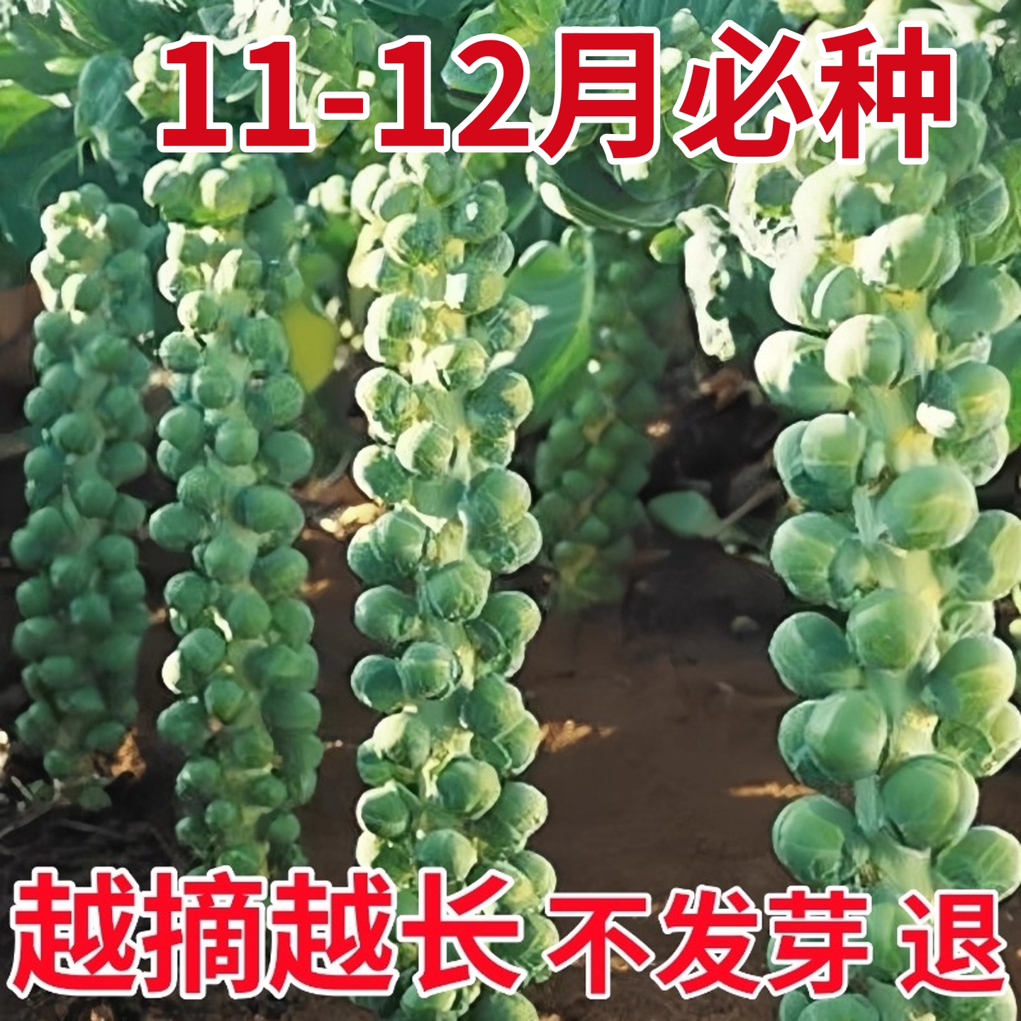 孢子甘蓝种子羽衣包子甘蓝苗四季蔬菜种籽牛心包心菜秧苗菜籽种孑