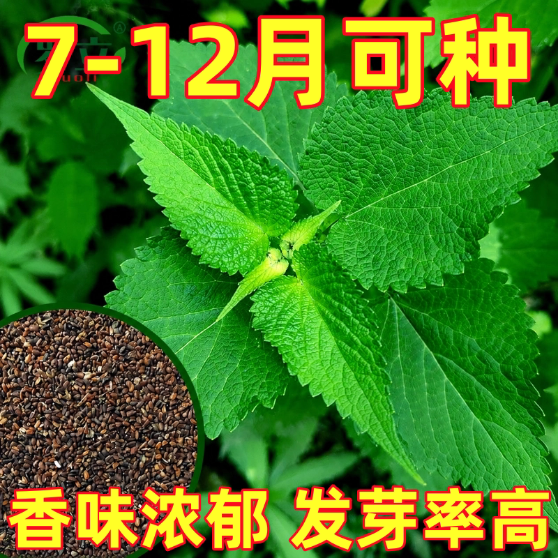 食用藿香种子菜籽种大全四季野菜青菜阳台盆栽农家蔬菜种子种孑