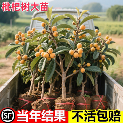 枇杷苗树盆栽嫁接果苗大果南北方庭院耐寒琶四季水果苗琵批把