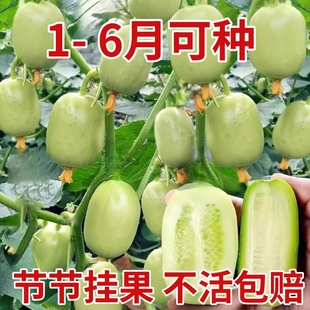 寿光金童玉女拇指小水果黄瓜苗秧旱大小黄瓜种籽四季盆栽春秋高产
