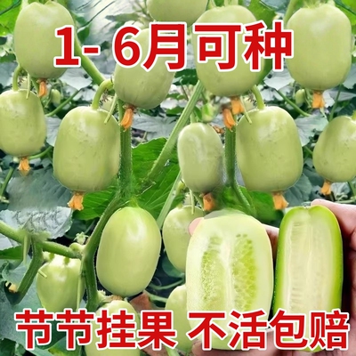 寿光金童玉女拇指小水果黄瓜苗秧旱大小黄瓜种籽四季盆栽春秋高产