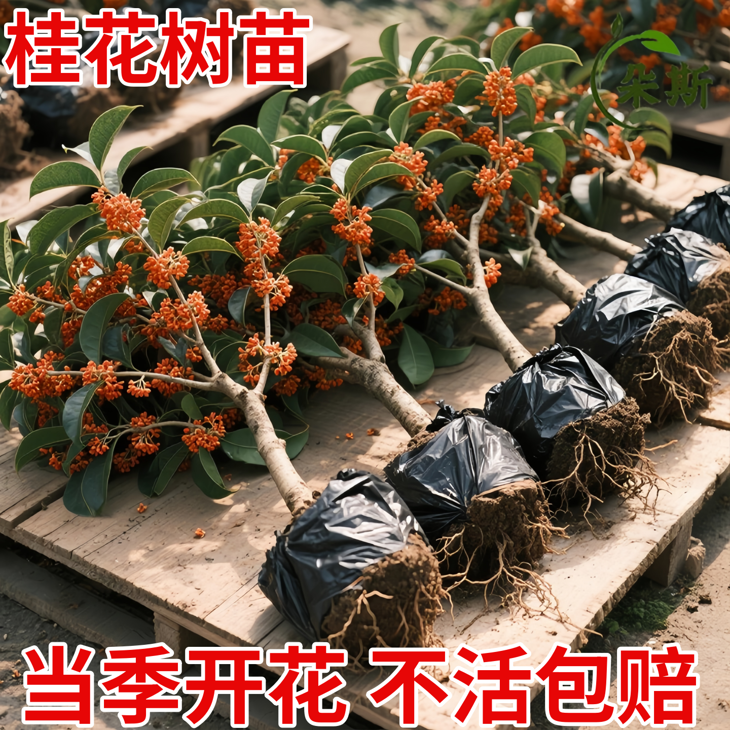 红桂花树苗名品丹桂状元红桂花苗珍稀红桂朱砂桂四季红桂花苗室外
