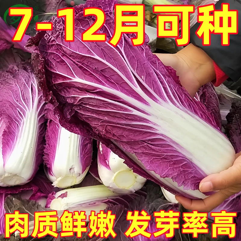 紫玉大白菜种子花青素紫白菜种秋天冬季稀有特色非转基因蔬菜种子