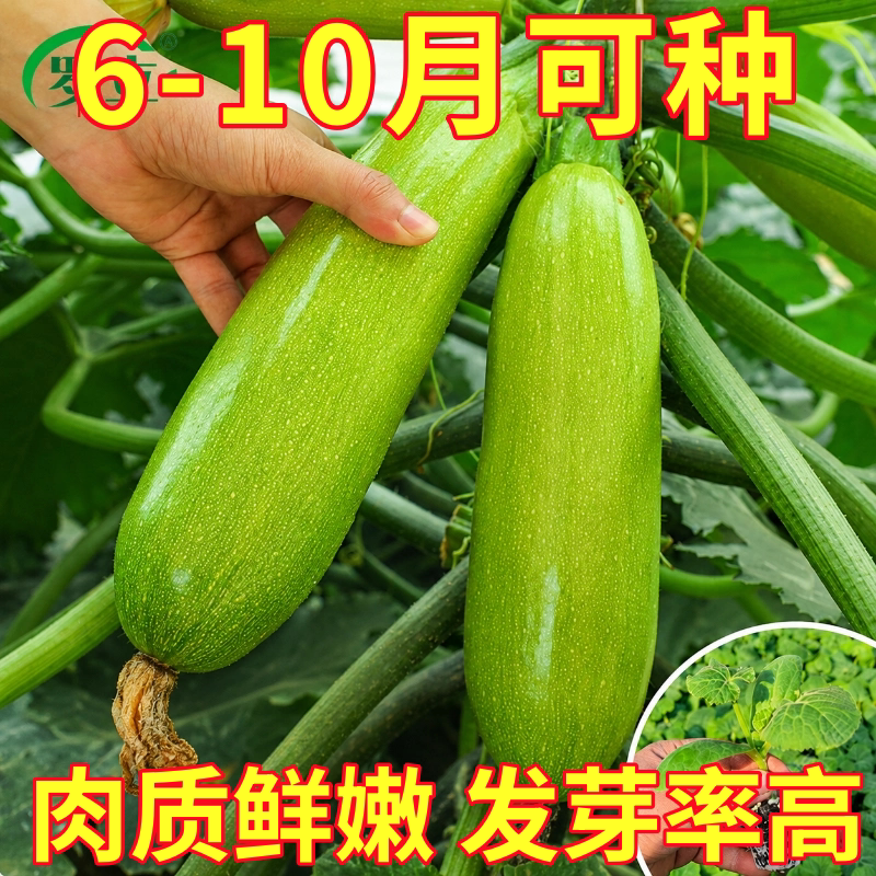 西葫芦种子种籽苗秧苗四季籽种蔬菜种籽夏秋菜苗角瓜菜种大全瓜苗