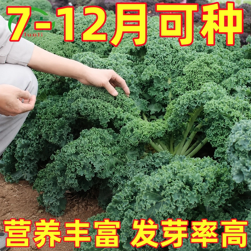 食用羽衣甘蓝种子种籽盆栽苗蔬菜四季孑菜苗冬天带土秧苗秧大苗