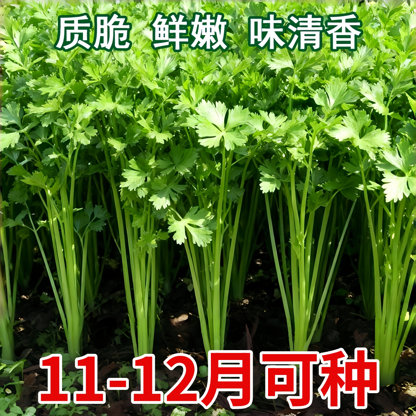 四季小香芹芹菜种子易播种实心小香芹种子本地春季蔬菜种子高产