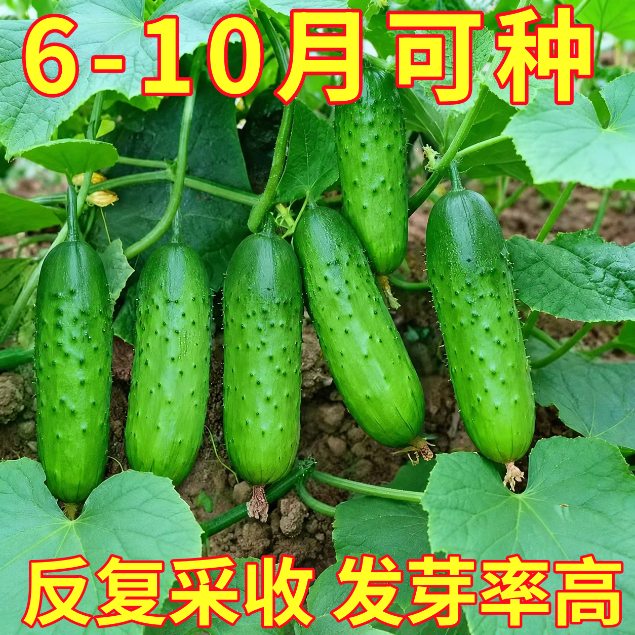 不搭架满地爬水果旱黄瓜种子四季庭院阳台盆栽黄瓜籽种蔬菜种子