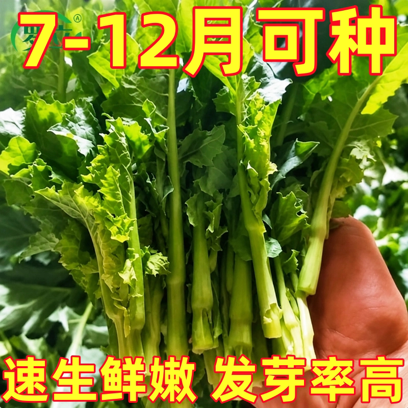 板蓝根青菜种子油菜苔种子分枝性较强庭院阳台春秋大田盆栽蔬菜种