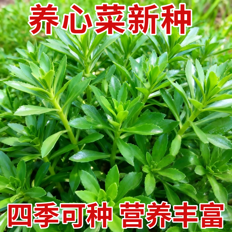 救心养心菜高钙菜种子景田三七保健特色野菜籽种四季播种阳台盆栽