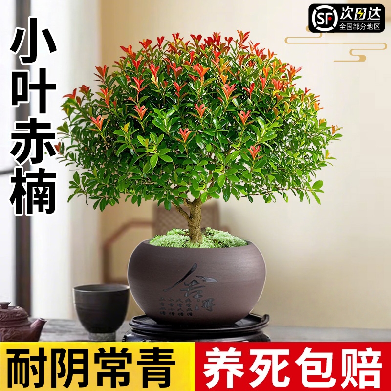 小叶赤楠盆栽室内桌面客厅好养花卉绿植净化空气四季常青盆景植物