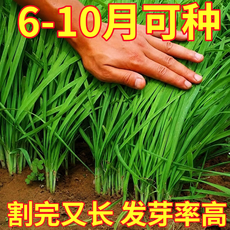 四季韭菜种子老品种小细叶韭菜籽本地紫根红根韭菜耐热耐寒四季播